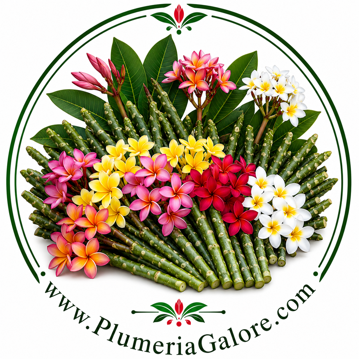Plumeria Galore